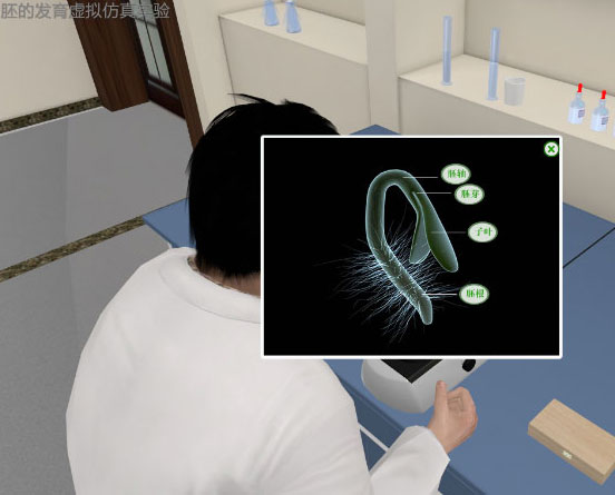 胚的发育虚拟仿真实验